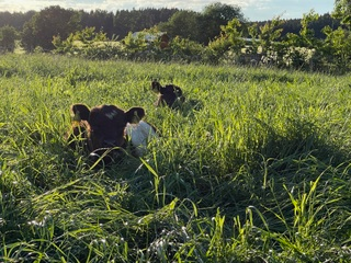 Galloway Rinder auf der Weide