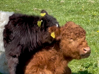 Galloway Rinder im Naturschutz